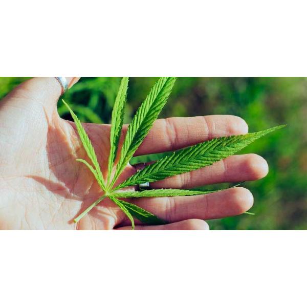 カンナビジオール（CBD）の効果は何？仕組みやおすすめの製品もご紹介！